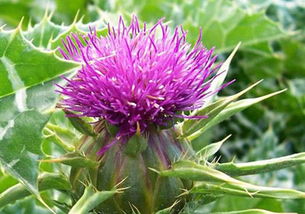 植物提取物在食品中的應(yīng)用與監(jiān)管 以天然香料為例